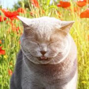 home remedies for cat sneezing